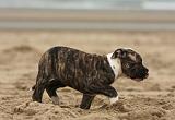 BOULEDOGUE AMERICAIN 254